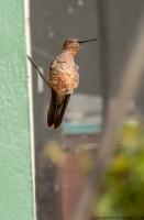 thumb_Giant Hummingbird